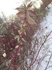 Cornus sericea