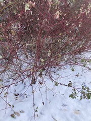 Cornus sericea