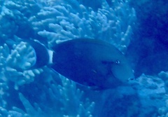 Acanthurus nigricauda