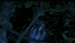 Glaucidium nana