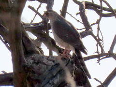 Micronisus gabar gabar