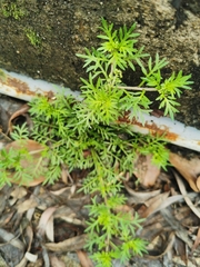 Lepidium didymum