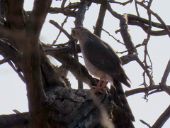 Micronisus gabar gabar