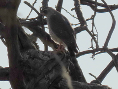 Micronisus gabar gabar