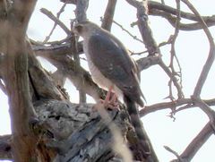 Micronisus gabar gabar