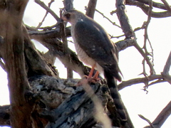 Micronisus gabar gabar