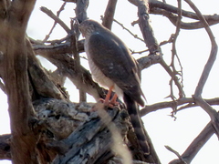 Micronisus gabar gabar