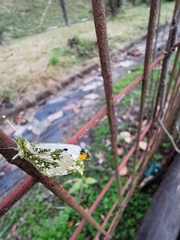 Anthocharis scolymus