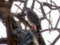 Micronisus gabar gabar