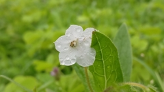 Trichodesma inaequale