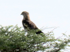 Circaetus pectoralis