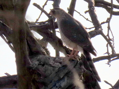 Micronisus gabar gabar