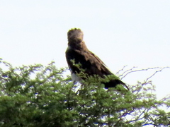 Circaetus pectoralis