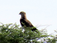 Circaetus pectoralis