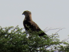 Circaetus pectoralis