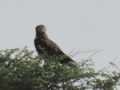 Circaetus pectoralis