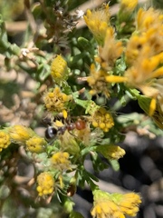 Myrmecocystus melliger
