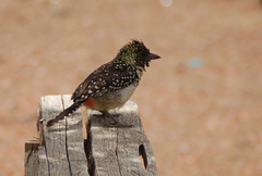 Trachyphonus darnaudii