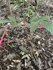 Paullinia pinnata