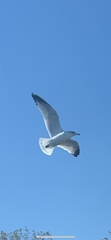 Larus delawarensis