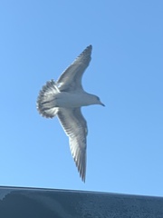 Larus delawarensis