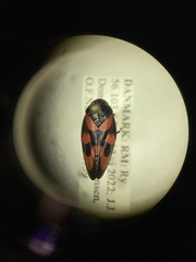 Cercopis vulnerata