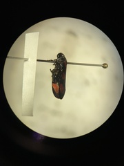 Cercopis vulnerata