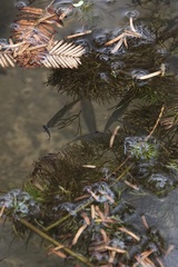 Rhodeus sinensis