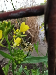 Anthocharis scolymus