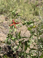 Anisacanthus thurberi