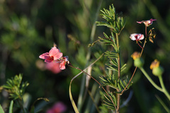 Indigofera punctata