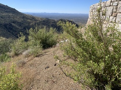 Anisacanthus thurberi