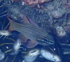 Ostorhinchus multilineatus