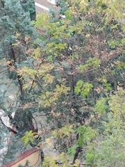 Ailanthus altissima