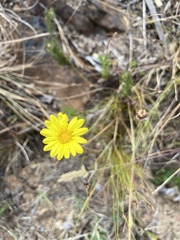 Ursinia dentata