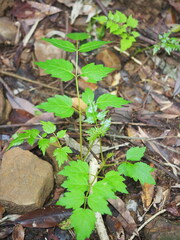 Aralia bipinnata