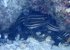 Plotosus lineatus