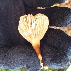 Lactarius subdulcis