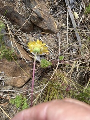 Ursinia dentata