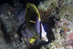Chaetodon ocellatus