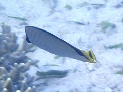 Chaetodon vagabundus