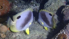 Chaetodon ocellatus