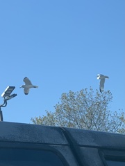 Larus delawarensis