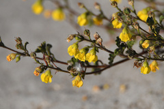 Hermannia althaeoides