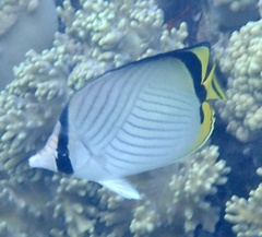 Chaetodon vagabundus