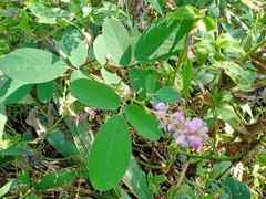 Grona heterocarpos