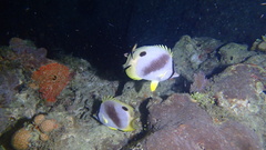 Chaetodon ocellatus