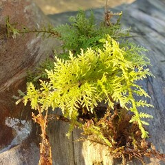 Thuidium tamariscinum