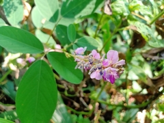 Grona heterocarpos