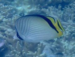 Chaetodon vagabundus